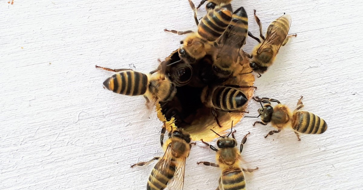 Bees