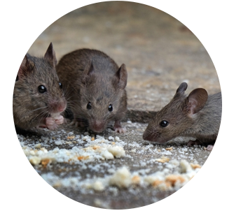 rodent-5dd2d20787a67