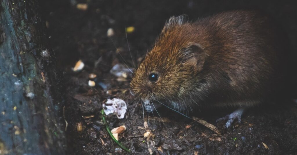 history rat catcher safety fumigant company MA