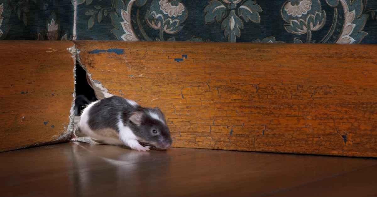 mouse control services safety fumigant company massachusetts