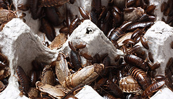 Cockroaches signs - 2