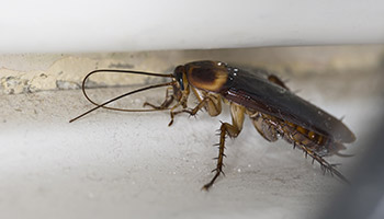 Cockroaches signs - 3