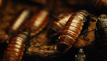 Cockroaches signs - 4
