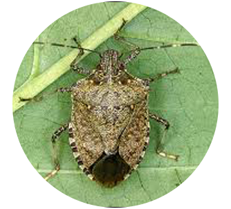 Image_Brown Marmorated Stink Bug