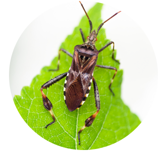 Image_Western Conifer Seed Bug